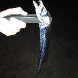 平日朝マズメでハマチ狙うもサゴシ