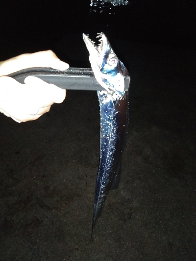 平日朝マズメでハマチ狙うもサゴシ