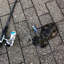 短時間エギング