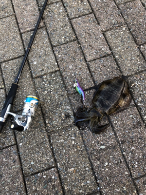 短時間エギング