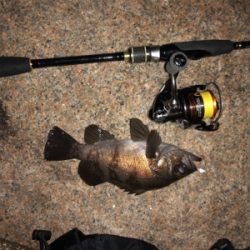 メバル好調 イカ不調