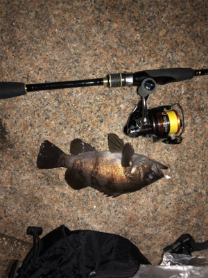 メバル好調 イカ不調