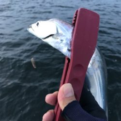 夕方ショアジギしばりでタチウオ