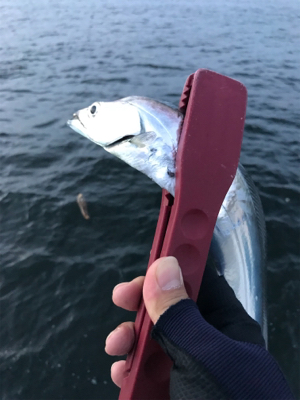 夕方ショアジギしばりでタチウオ