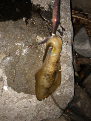 釣れますね〜‼️…