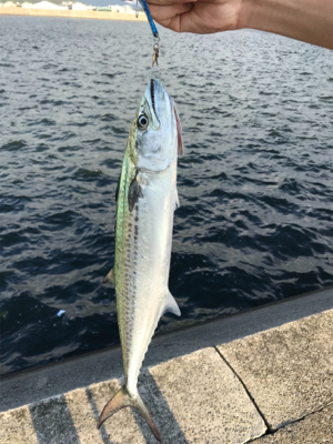 サゴシいい感じ