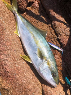 ショアジギング