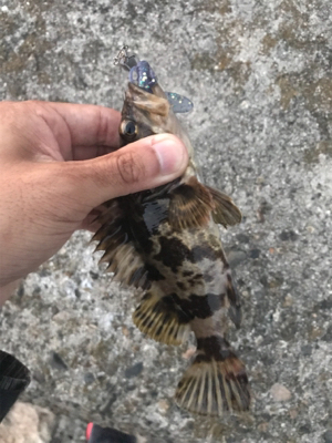 四日市方面の根魚釣行