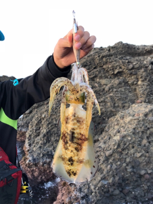 祝！息子がエギングで初アオリ(๑>◡<๑)