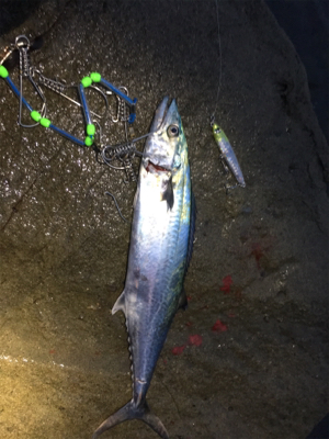 ゴロタフィッシング