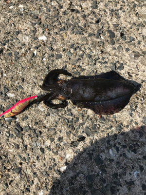 アオリイカ コウイカ