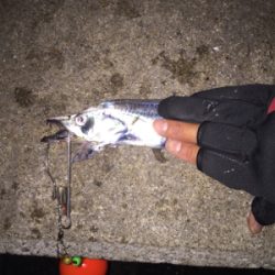 タチウオまずまず