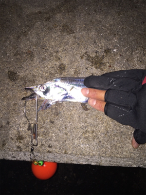 タチウオまずまず