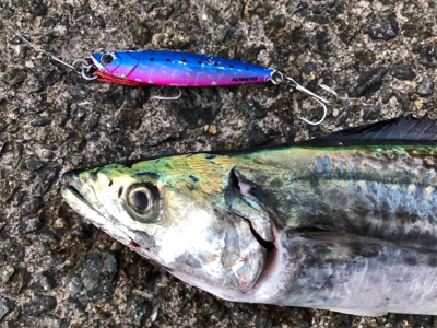 一瞬の時合いで1匹ゲット！