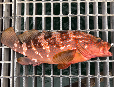 桜島ロックフィッシュ