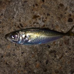 豆アジ活性高すぎ