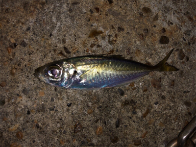 豆アジ活性高すぎ