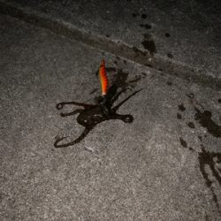 イカねらいでタコ