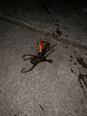 イカねらいでタコ