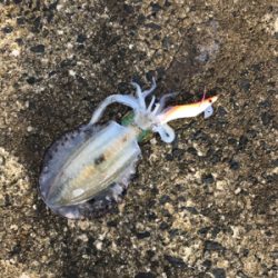 キロアップバラした原因