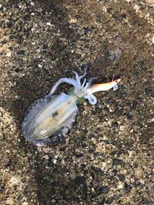 キロアップバラした原因