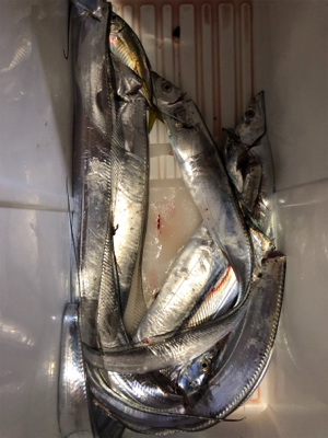 サビキとルアー