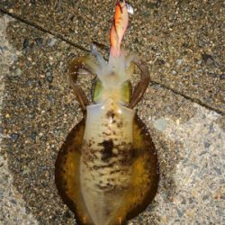 エギング病再発_:(´ཀ`」 ∠):