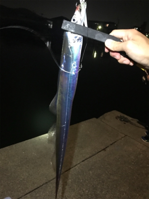 太刀魚いい感じ