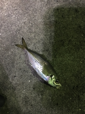 アジングですが、大きなゲストもきました。