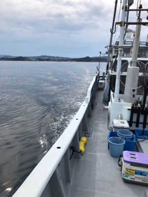 ティップランリベンジ