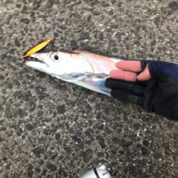 初ドラゴンありがとうございます!