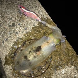 イカも成長中！