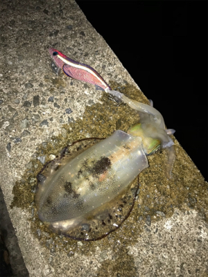 イカも成長中！