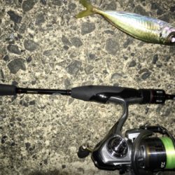 いつものアジング