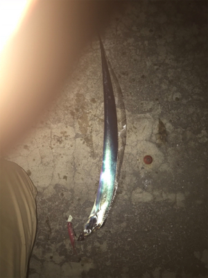 今夜もぼちぼちです‼︎