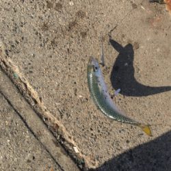 まさかのゲスト