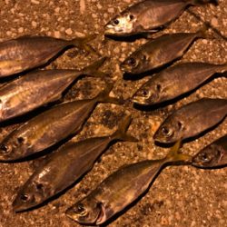 久しぶりにアジング