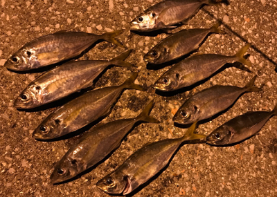 久しぶりにアジング