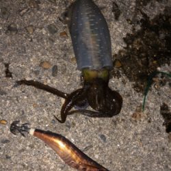 シャローエリアにて