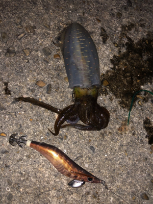 シャローエリアにて