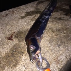 タチウオ3、サバ1