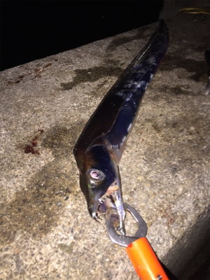 タチウオ3、サバ1