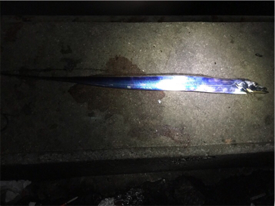 アナゴ&タチウオゲット