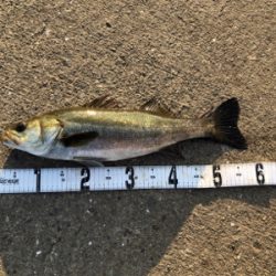 シーバスやキビレ