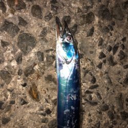 連休マラソン釣り大会