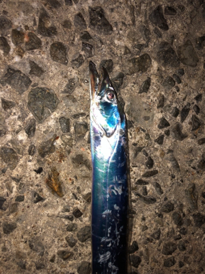 連休マラソン釣り大会