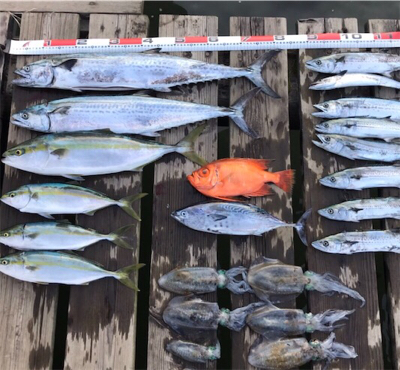 青もんいっぱい！