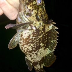 アジンガー1730〜2035