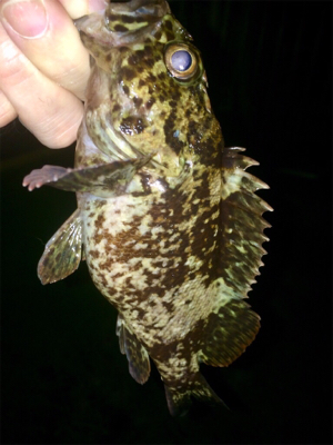 アジンガー1730〜2035