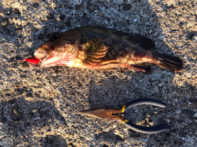 おかずの魚調達